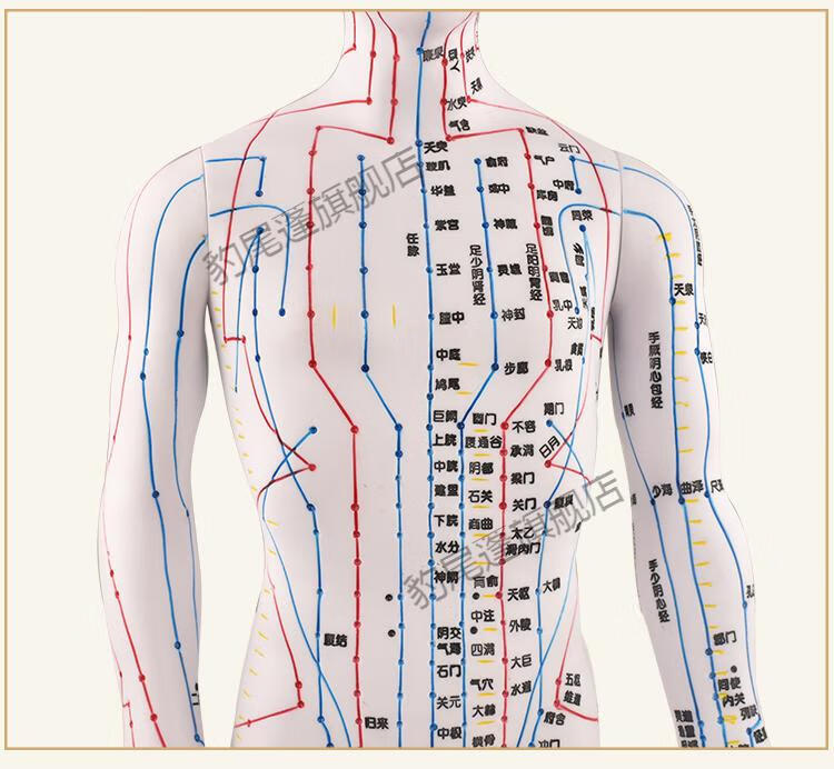政河针灸穴位人体模型经络穴位模特图全身中医十二铜人扎针小皮人穴位