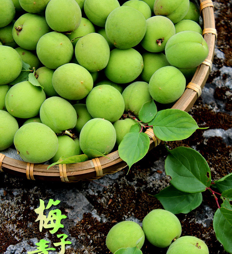 诏安新鲜青梅果现摘酸梅子泡梅酒酵素青竹胭脂梅孕妇水果鲜梅新鲜青梅