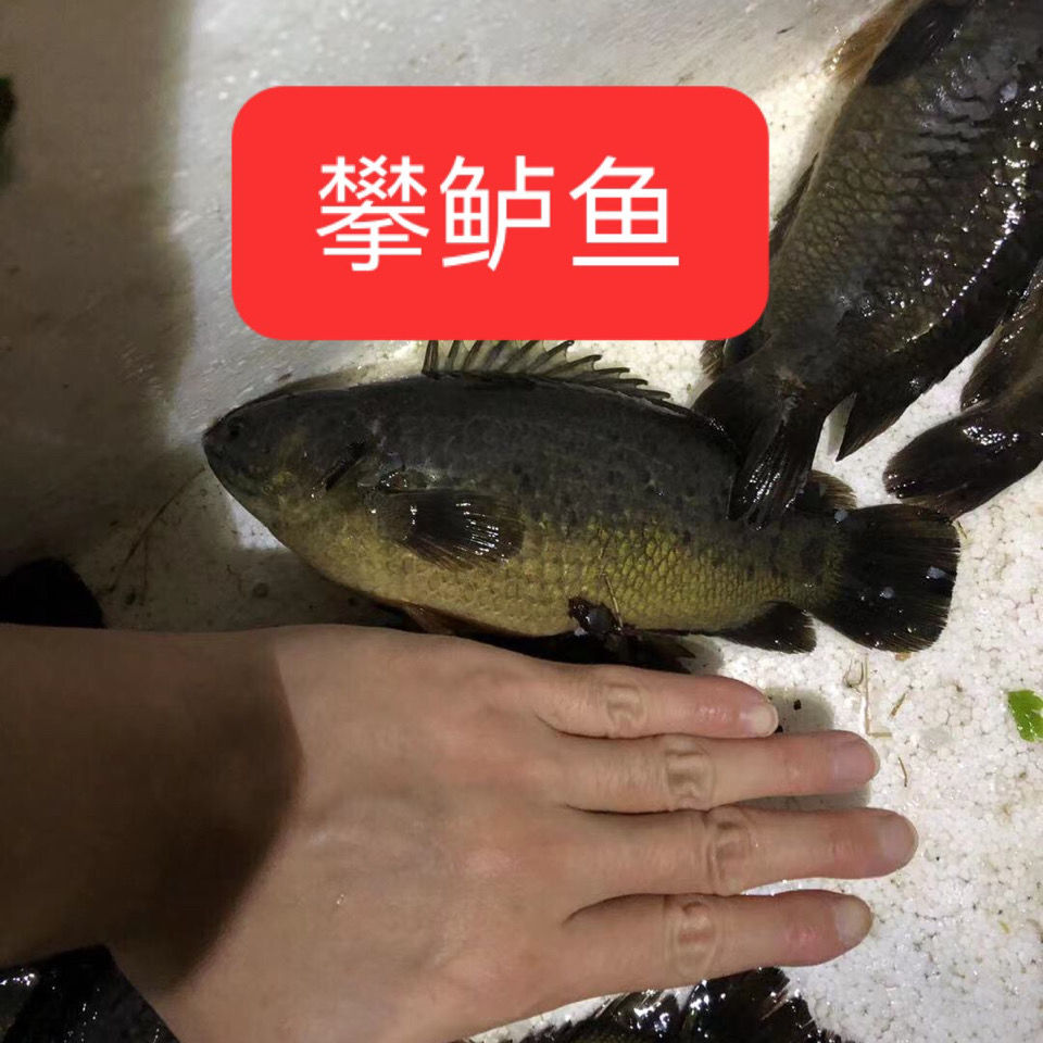 荣郁龟壳攀鲈鱼过山鲫广西兵器海巴毛鱼淡水鱼热带鱼观赏鱼会走路的鱼