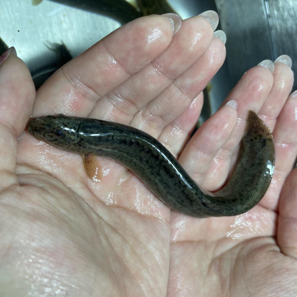 铭心顺丰发货当天发出野生泥鳅活体活发鲜活现杀新鲜土活鱼青鳅黄鳅