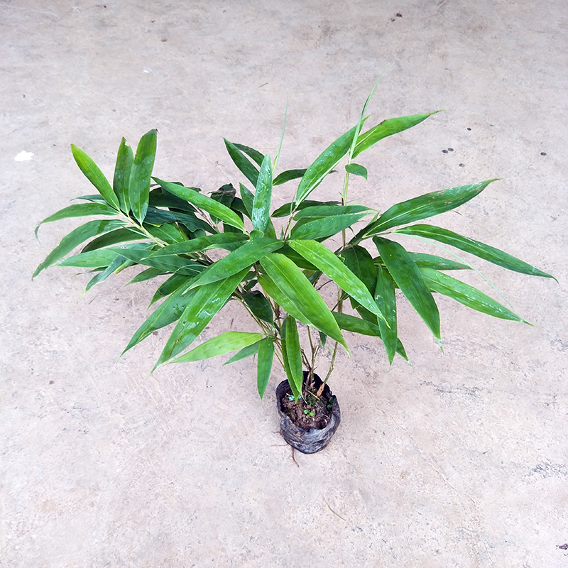 采缇筇竹苗罗汉竹苗盆栽办公室阳台庭院绿化竹艺术盆景竹观赏竹成年