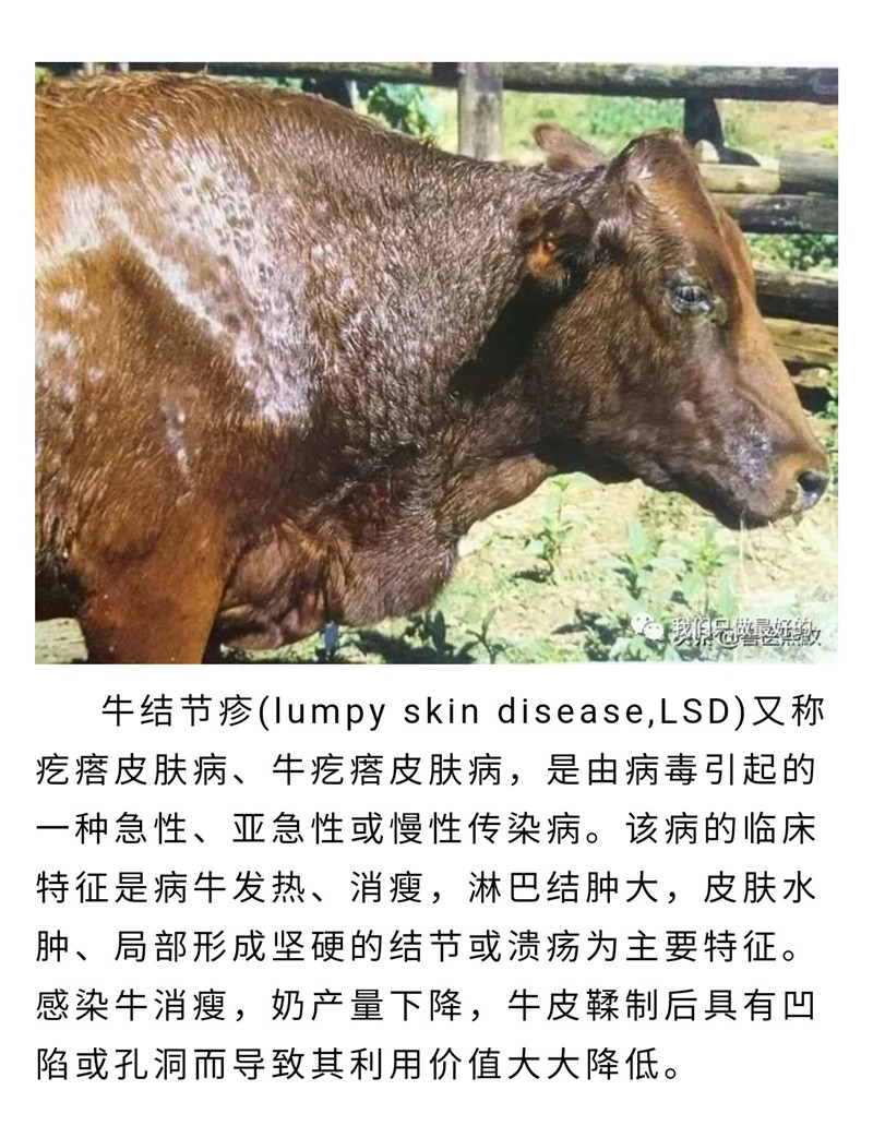 兽药牛羊混感结节病消板蓝根注射液牛疙瘩口疮口蹄疫羊瘟牛痘100ml1瓶