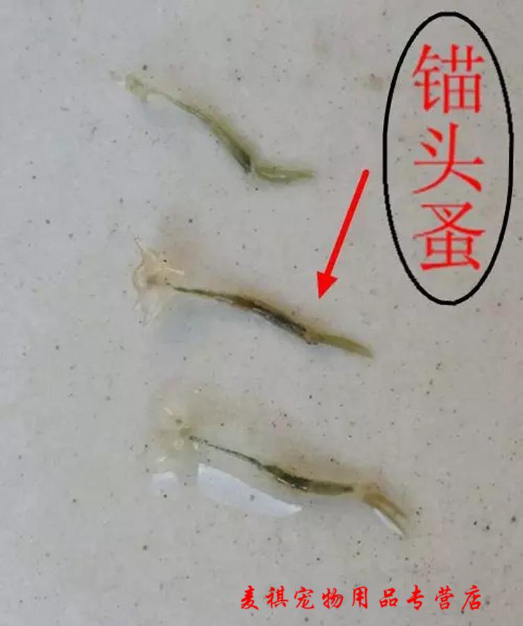 水产养殖杀虫剂专杀锚头鳋克星养鱼塘杀虫药猫头蚤鱼药帕尔阳光100ml