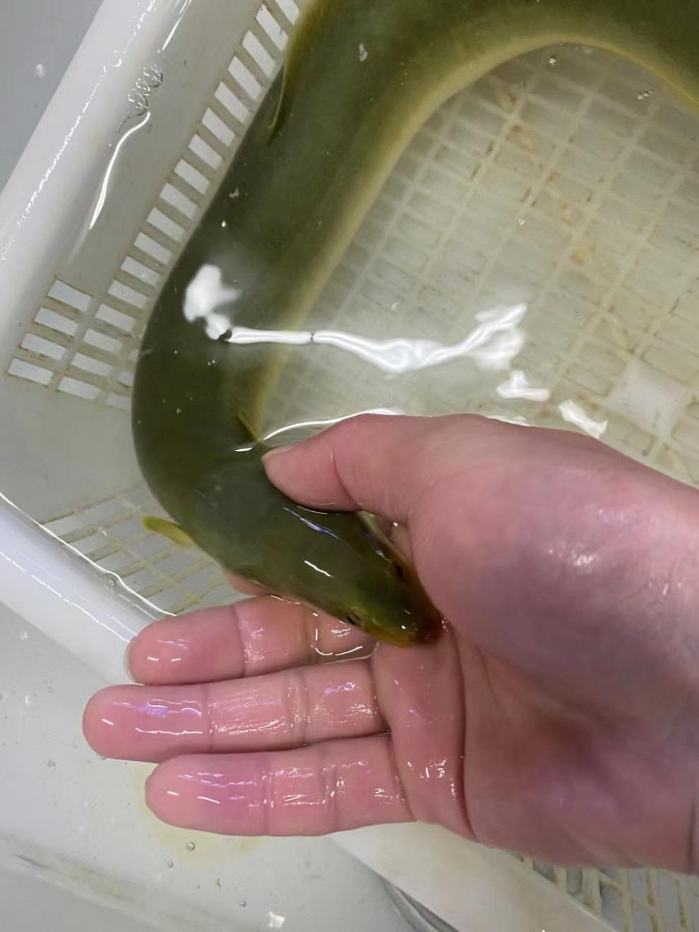 顺丰发货千岛纯河鳗新鲜鳗鱼活物淡水白鳝鱼整条包活到家海鲜坏单包赔