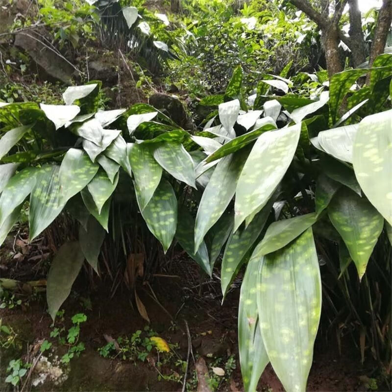 大云南四川新鲜花粽叶种苗粽粑叶种苗花粽叶矮粽非竹叶辽叶 预售7.