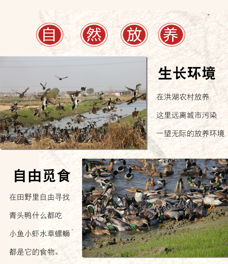 鸭子老飞鸭洪湖会飞鸭子农家散养绿头鸭新鲜老鸭麻鸭 5斤【图片 价格