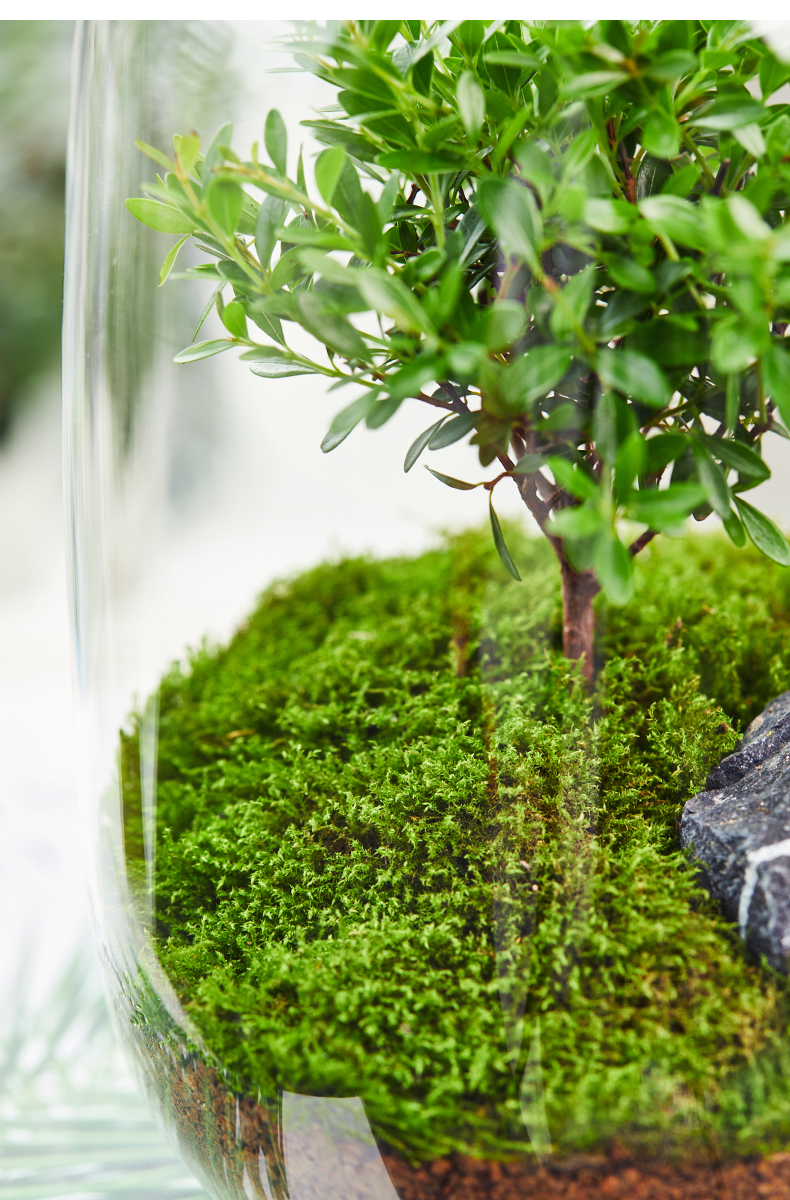 生命之树生态瓶苔藓创意微景观桌面盆栽青苔造景植物办公室内绿植