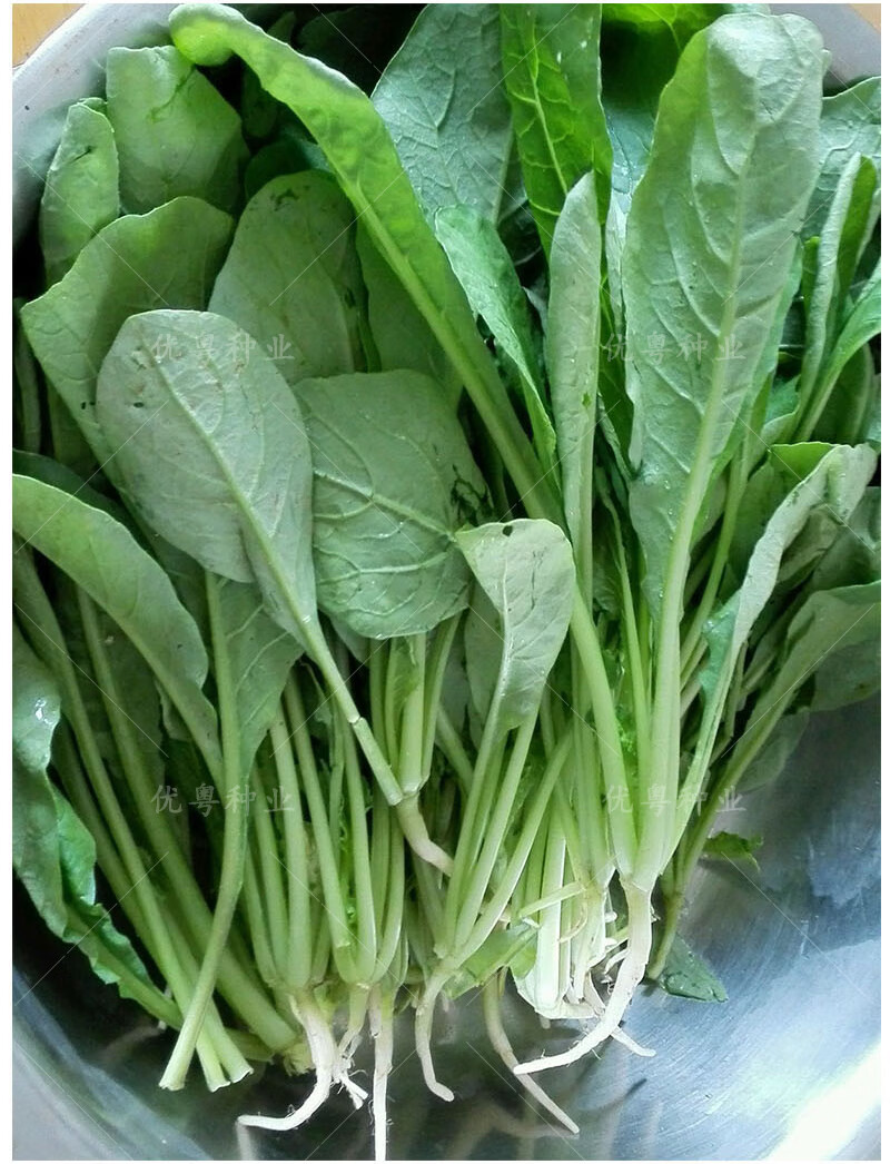 萝卜菜种子专吃小萝卜苗菜种籽四季阳台盆栽小青菜籽种蔬菜种孑 萝卜