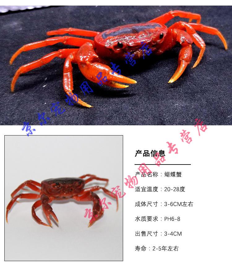 天弗迷你辣椒蟹活体宠物观赏相手螃蟹斑马吃虫除藻淡水鱼缸爬行底栖动