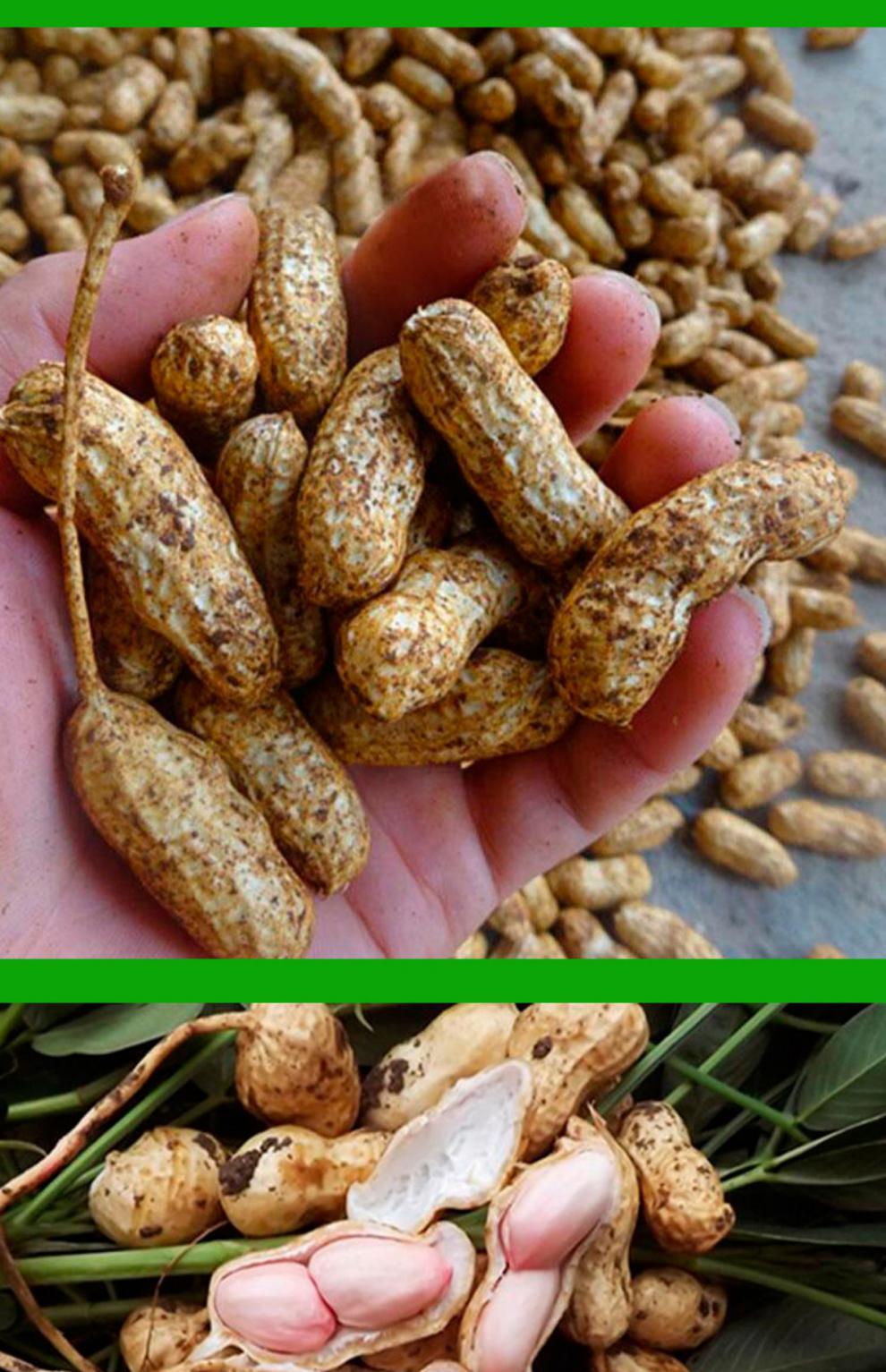 四川新鲜湿花生带壳带泥红皮粉皮花生现挖花生可水煮生吃鲜花生带壳湿