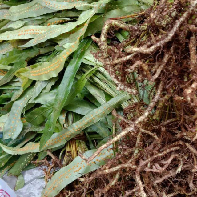 长白山肾精草非野生猫须草石韦茶草男性养生调理中药材肾精茶 250g