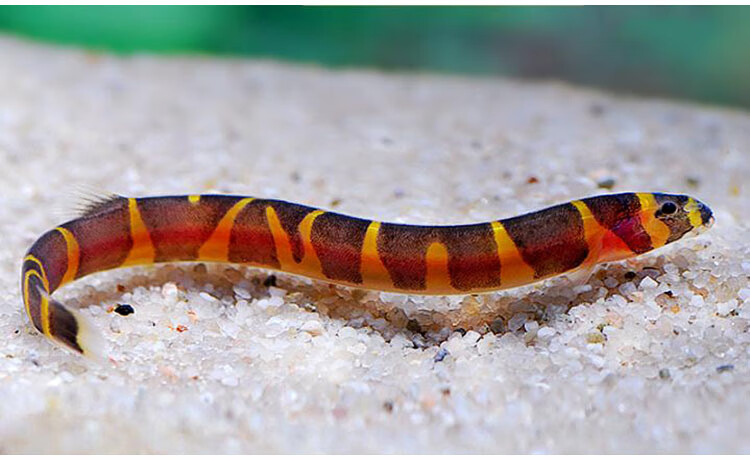 天弗蛇仔鱼活体苦力泥鳅除蛋白虫涡虫杀手观赏鱼活体工具鱼蛇仔鱼3条