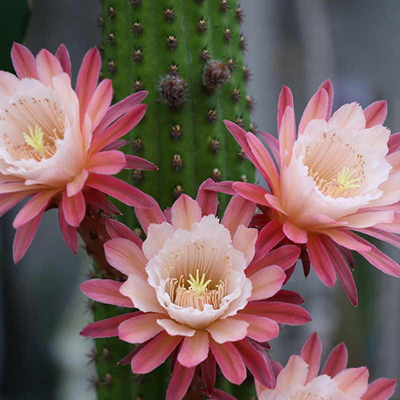 黄金钮系列集合 美丽杂交开花仙人球仙人柱垂吊多肉 h1克 单头8-10cm