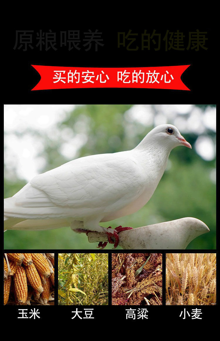 新鲜散养农家土鸽子活体现杀煲汤生鲜维布拉缇精品乳鸽每只8两4只装