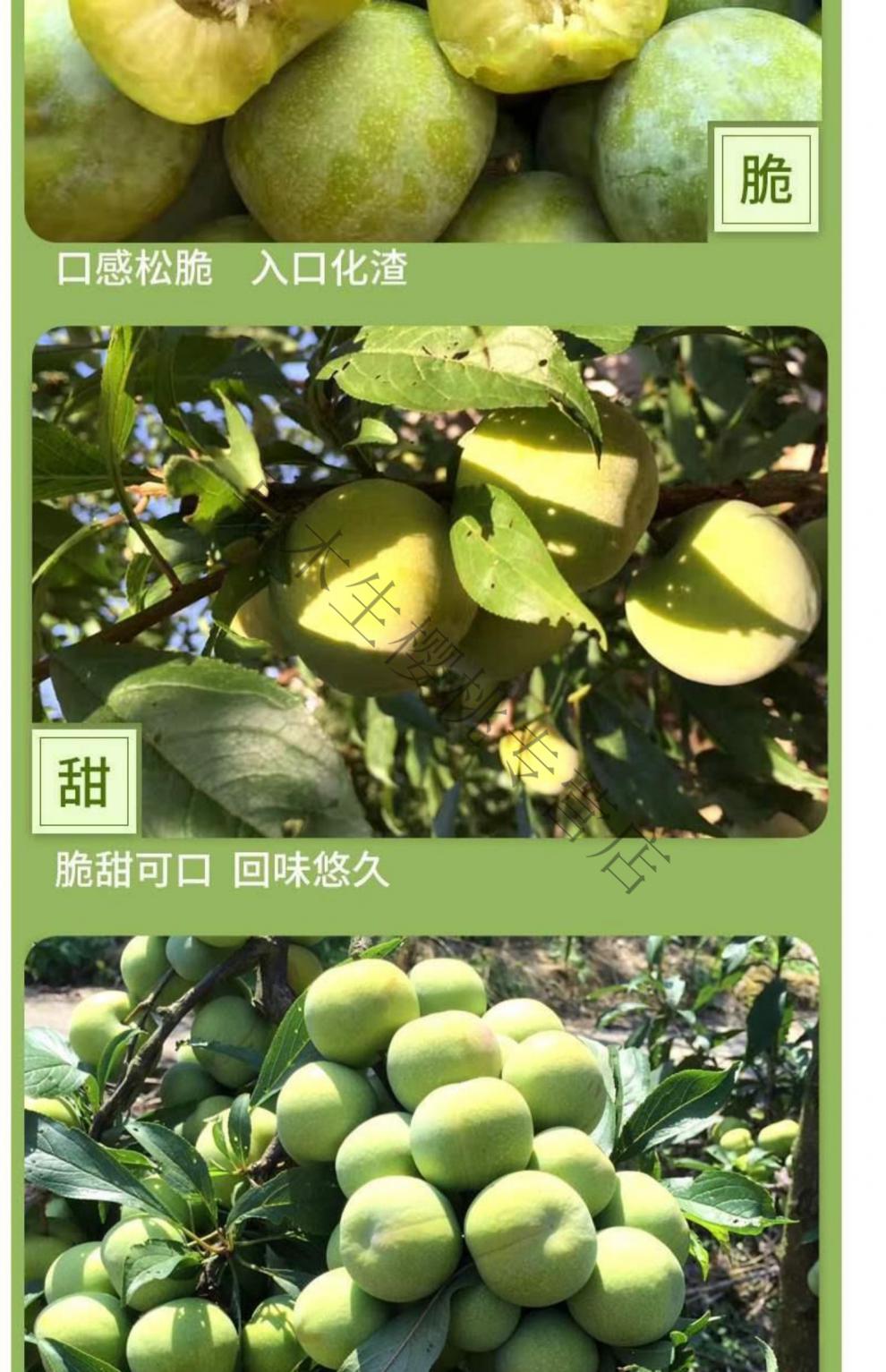 四川宜宾特产脱骨青脆李子脆李子江安李孕妇新鲜脆甜水果 10斤【图片