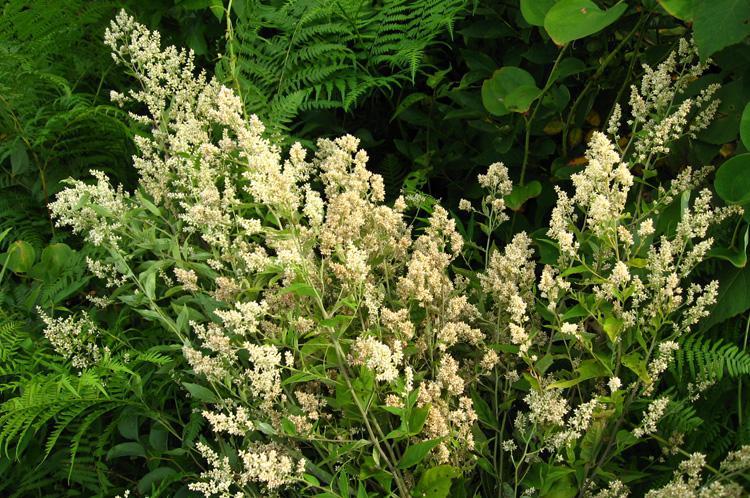 高山野生六月霜茶防中暑解暑热夏季凉茶刘寄奴奇蒿干品 250克【图片