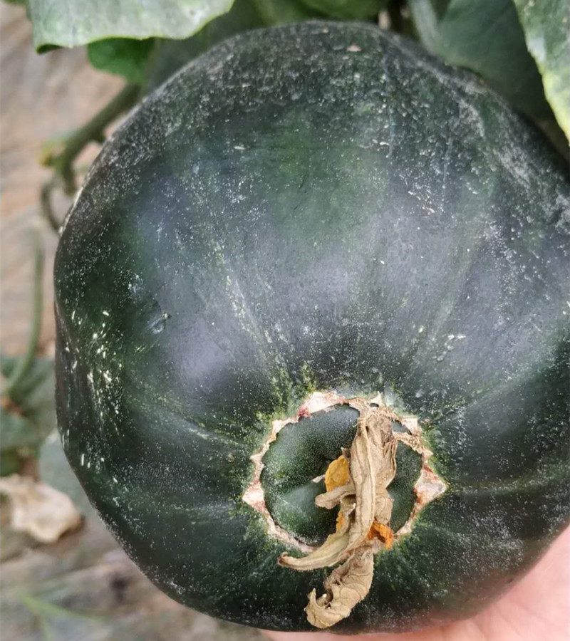 顺丰直达山东老面瓜黄皮面瓜黑皮面瓜香瓜老年人瓜果低糖瓜成熟采摘三