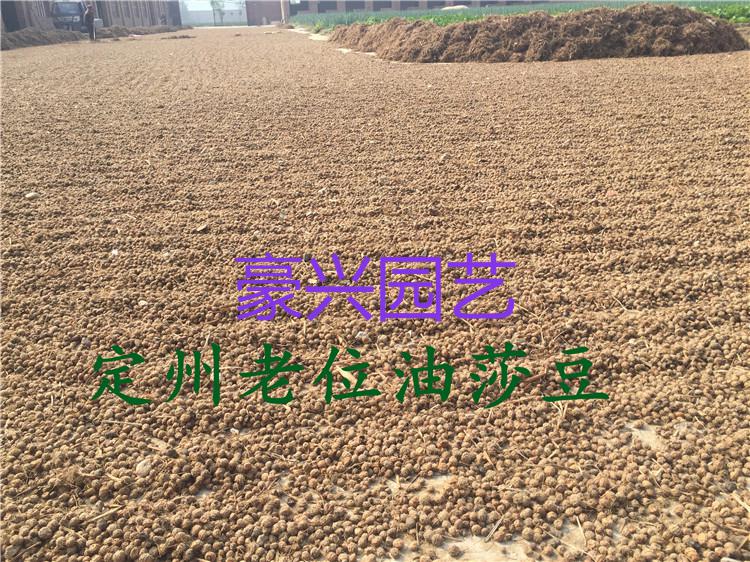 新 油莎豆种子 油沙豆 油渣子 虎坚果tigernuts500克【图片 价格 品牌