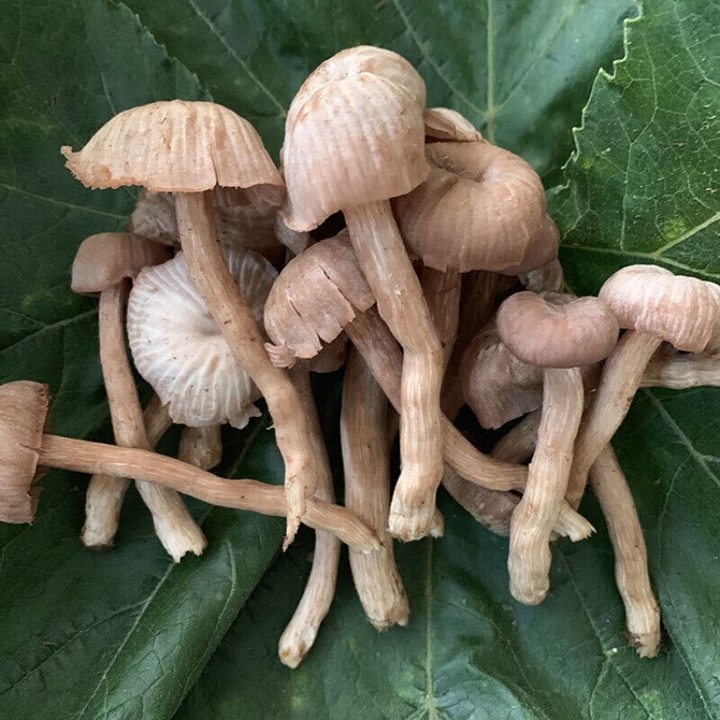 皮条菌新鲜蘑菇云南菌新鲜皮条菌500g