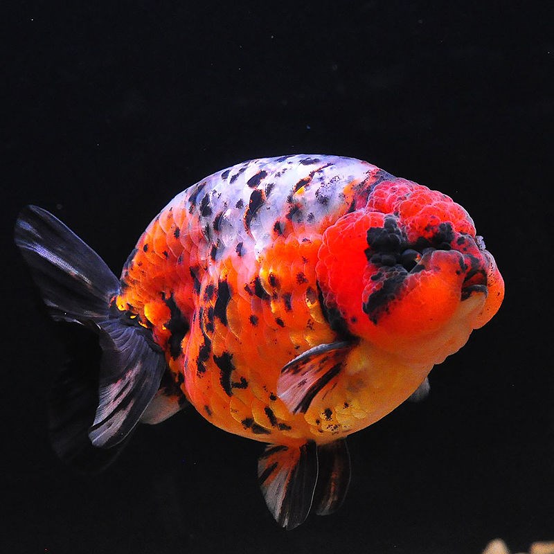 不二臣新手养鱼淡水蓝瘦金鱼兰寿金鱼精品赛级富贵鱼观赏鱼蓝兽金鱼