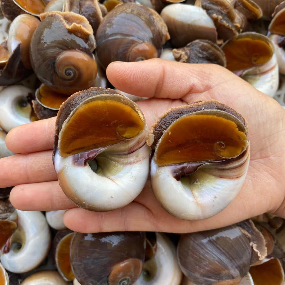海鲜水产鲜活大猫眼螺 大沙螺红香螺新鲜猫眼螺玉螺海