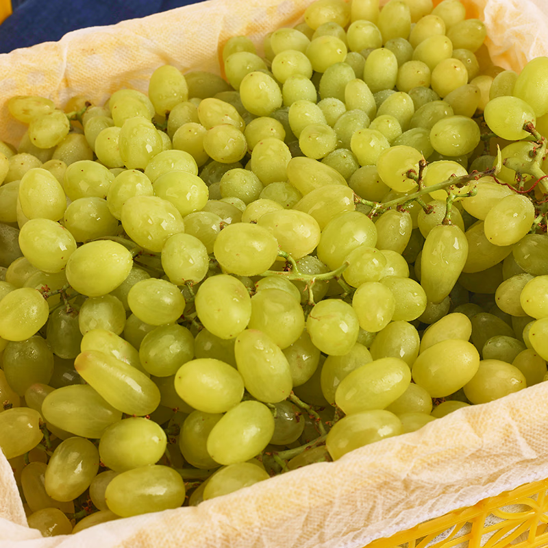 媚调 新疆珍珠无籽青提斤装当季新鲜无核白提子时令孕妇水果 斤 水果