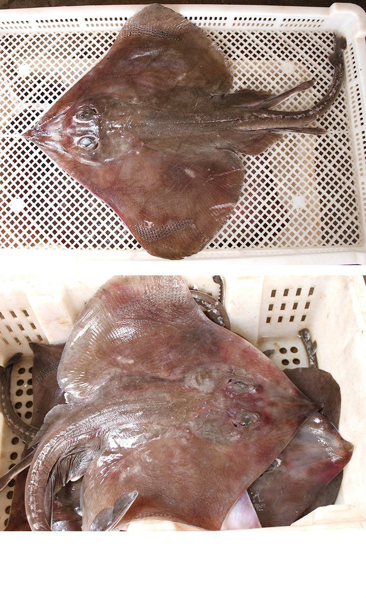 大软骨老板鱼新鲜海鲜海鱼魔鬼鱼鲽鱼老子鱼瑶鱼劳板鱼比目鱼 9斤一条