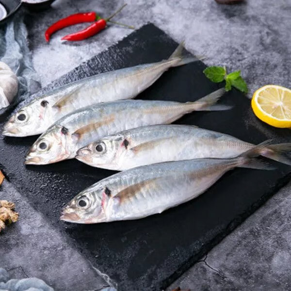 新鲜巴浪鱼海鲜水产冷冻海鱼海捕冰鲜鳀鱼提鱼秋刀鱼烧烤 五斤巴浪鱼