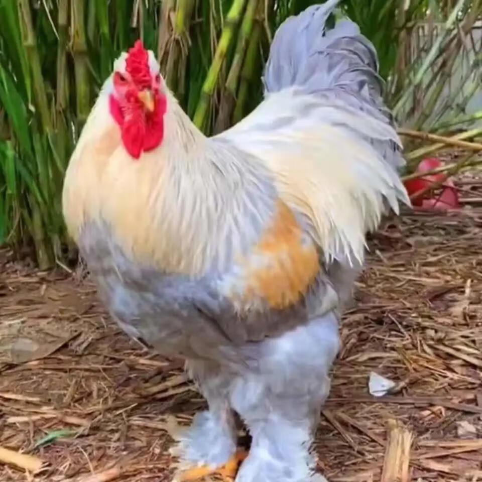 荣郁婆罗门鸡成年波罗门鸡小鸡活体苗脱温鸡新品阿梅丽娜杂交婆罗门巨
