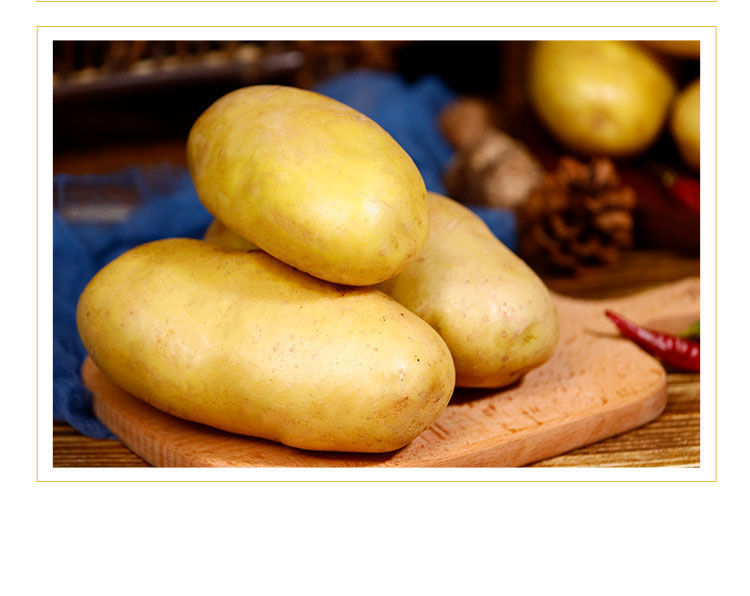 【京鲜配送】黄心大土豆新洋芋马铃薯新鲜土豆农家自种精选大土豆