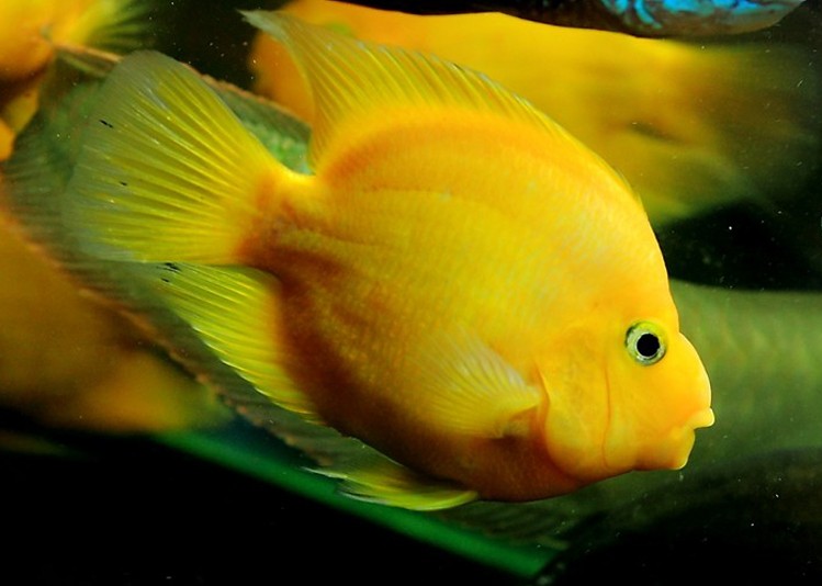 楠苑秋颖热带鱼黄金鹦鹉鱼财神鱼发财鱼风水鱼中大型元宝鱼宠物观赏鱼