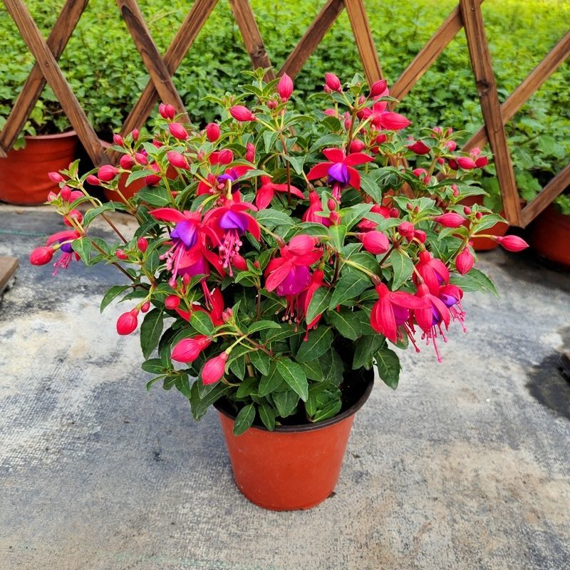 倒挂金钟花盆栽吊兰带花苞灯笼花重瓣四季开花老桩大苗室内阳台【6月