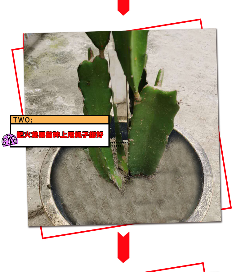 火龙果支架不锈钢支架种植花架家用户外支撑架盆栽地栽顶圈1米高