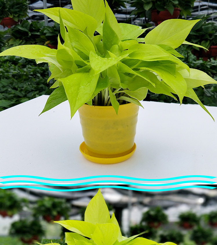 采缇大叶黄金葛绿萝金叶盆栽除甲醛净化空气水培室内新品植物可长藤18