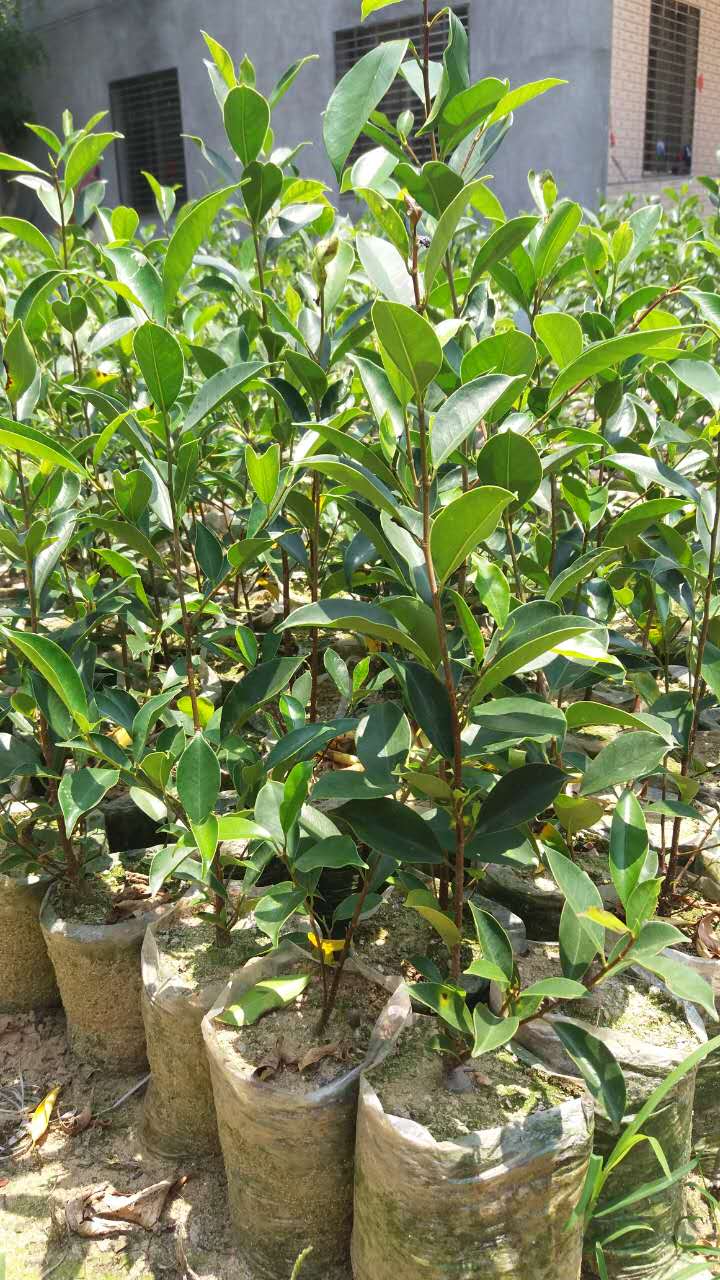 采缇榕树小叶榕长根须榕树苗室内室外风景树家庭城市公园路旁绿化苗木