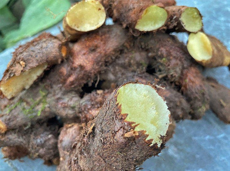 520礼物送女友骨碎补 爬岩姜新鲜现摘石岩姜接骨猴姜