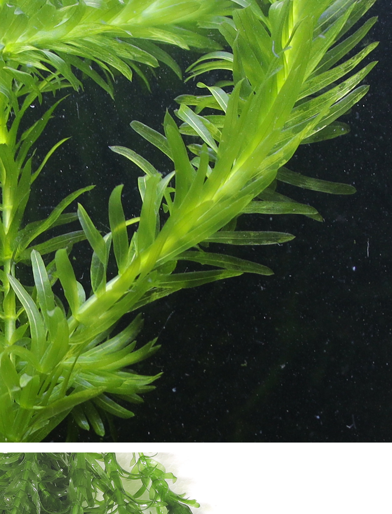 蜈蚣草水草植物养鱼金鱼藻造景鱼缸孔雀鱼金鱼斗鱼鱼草耐净化水质 10