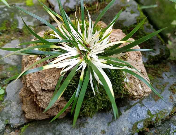 石菖蒲盆景办公室绿植盆栽菖蒲黄金姬虎须苔藓观叶造景绿色植物室内