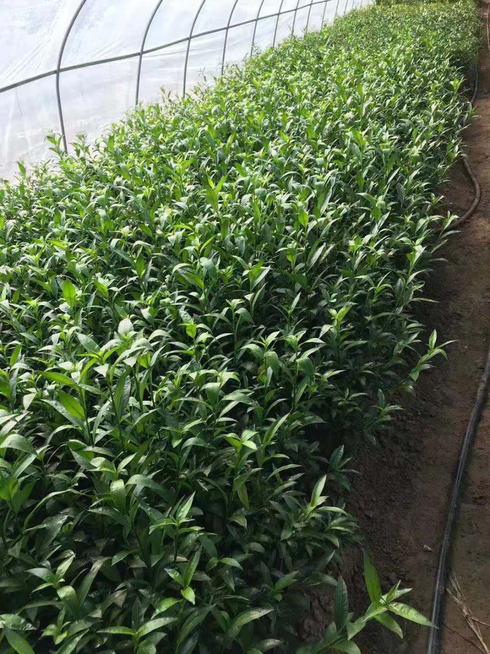 夜来香盆栽树苗花卉驱蚊四季开花夏季阳台室内室外庭院地栽花卉8年苗