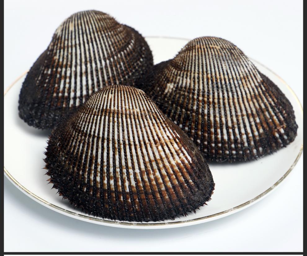 【包活】大连赤贝海鲜水产贝类鲜活新鲜大毛蚶野生毛蛤血蛤日料刺身