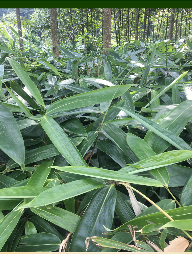 粽叶新鲜大号100片真空箬叶包粽子的叶子大棕叶干粽子叶新叶大号50片