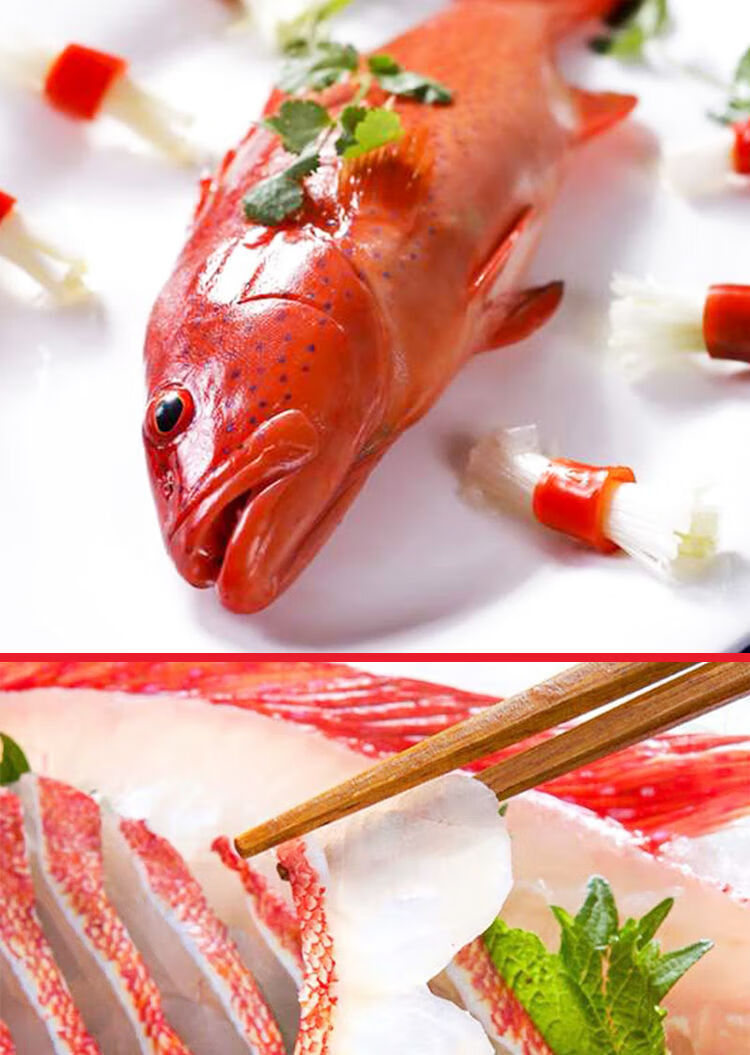 深海燕尾东星斑500600g石斑鱼深海鲜活速冻新鲜国产海鲜水产鲜露哒1斤