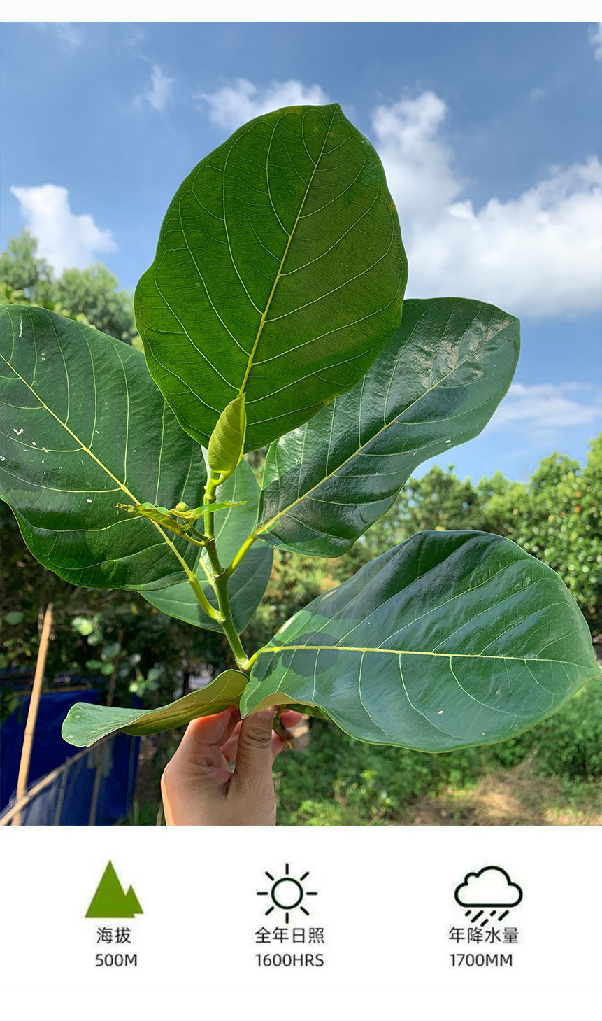 广东现摘新鲜菠萝蜜叶子树菠萝叶片产地直销100/300张 泡沫箱 冰袋