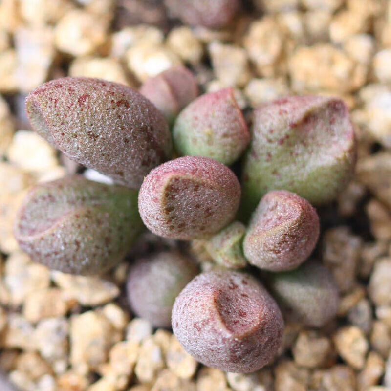 爱心水泡 多肉植物玛利安 梅花鹿肉肉办公室多肉赤兔海豹御所锦 红背