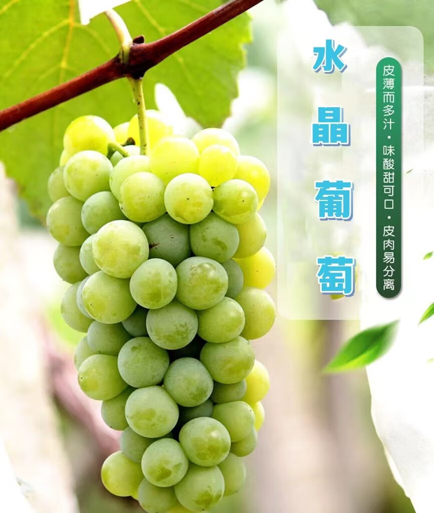 顺丰香水葡萄云南水晶葡萄5斤新鲜现摘香水葡萄当季孕妇水果甜非无籽