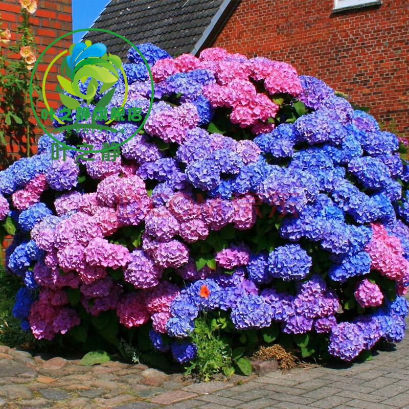 耐寒无尽夏八仙花绣球花苗盆栽花卉观花植物室内花卉四季开花绿宝石2