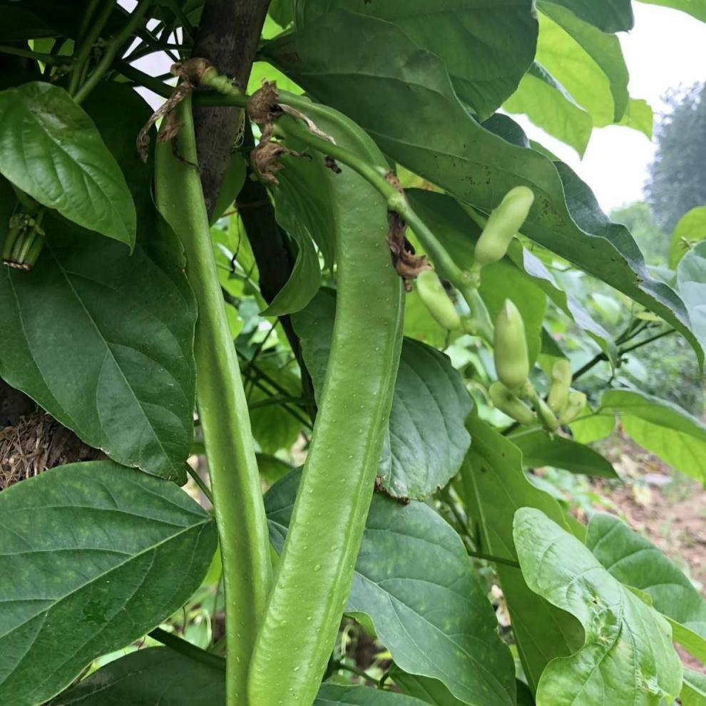 刀豆江西自种新鲜鲜嫩青刀豆腌制下饭菜有,机汇 1斤 精选特嫩刀豆