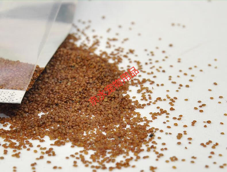 水草种子牛毛草鱼缸造景套餐小对叶草籽草缸牛毛草真水草草籽草坪