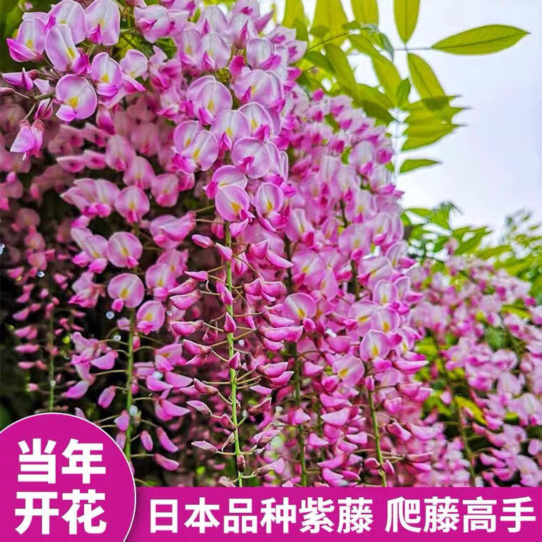 长穗紫藤萝花苗爬藤植物藤蔓紫藤花树苗盆栽老桩庭院长穗紫藤3公分粗