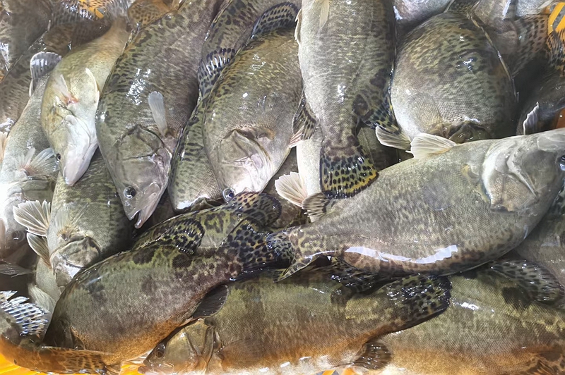 包邮 开江冷水鳌花鱼 熬花鱼 螯花鳜鱼桂花鱼 桂鱼